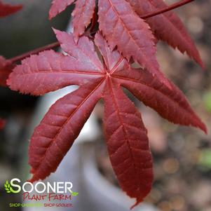 JET BLACK UPRIGHT JAPANESE MAPLE