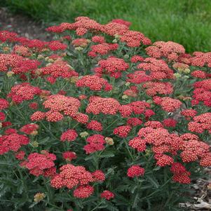 FIREFLY RED POP YARROW