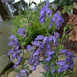 MONKSHOOD