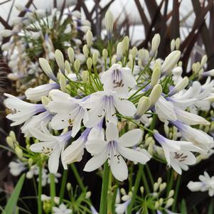 INDIGO FROST™ DWARF LILY OF THE NILE