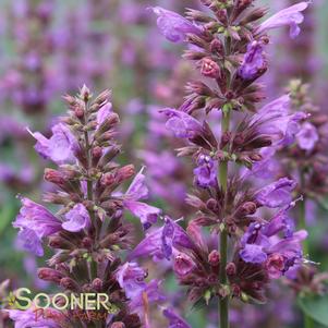 VIOLET VISION HYSSOP