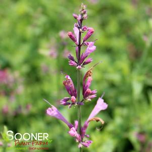 SUNRISE™ SALMON PINK HYSSOP