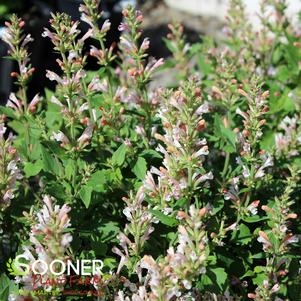 PINK PEARL HYSSOP