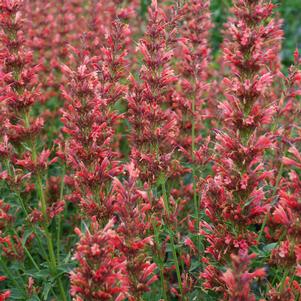 SUMMER FIESTA HYSSOP