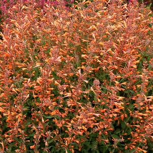 SUMMER SUNSET HYSSOP