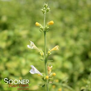 SUNRISE™ WHITE HYSSOP