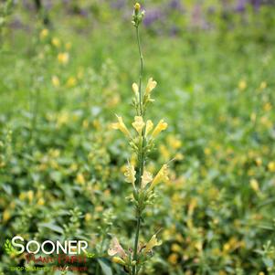 SUNRISE™ YELLOW HYSSOP