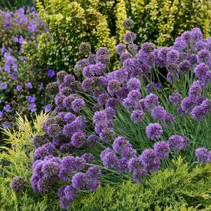 MEDUSA ORNAMENTAL ONION