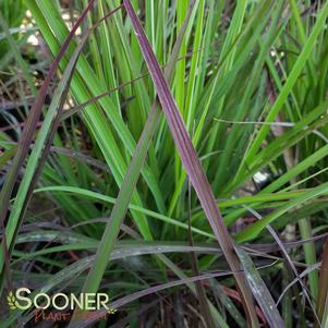 RED OCTOBER BIG BLUESTEM