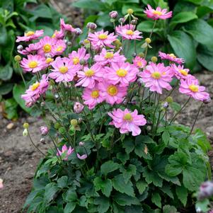 CURTAIN CALL PINK JAPANESE ANEMONE