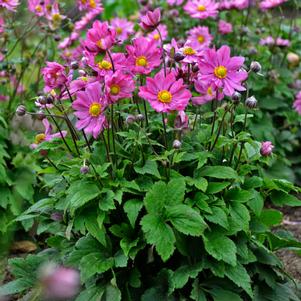 CURTAIN CALL DEEP ROSE JAPANESE ANEMONE