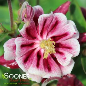 WINKY RED & WHITE COLUMBINE