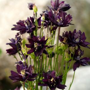 CLEMENTINE DARK PURPLE COLUMBINE