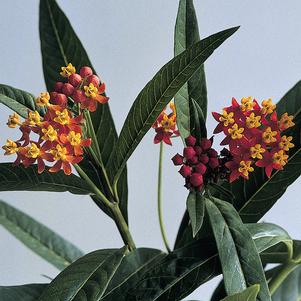 SILKY RED MILKWEED