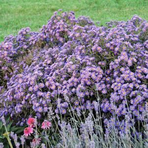 KICKIN'® LILAC BLUE™ ASTER