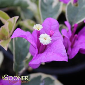 BLUEBERRY ICE BOUGAINVILLEA