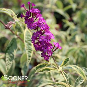 HARLEQUIN BUTTERFLY BUSH