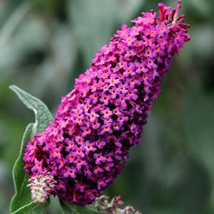 BLAZE PINK BUTTERFLY BUSH