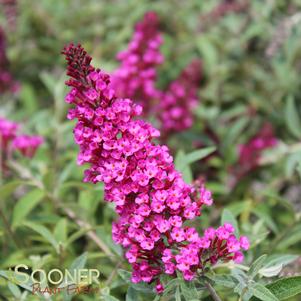 BUZZ® VELVET BUTTERFLY BUSH