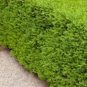 WINTER GEM BOXWOOD