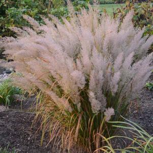 KOREAN FEATHER REED GRASS