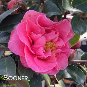 CORKSCREW CAMELLIA