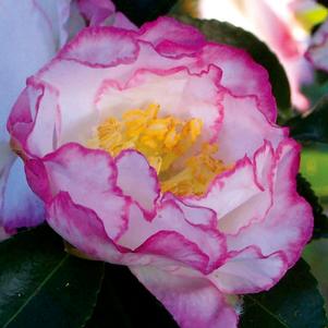 OCTOBER MAGIC® INSPIRATION™ CAMELLIA