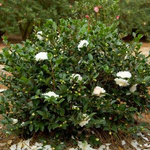 OCTOBER MAGIC® WHITE SHISHI™ CAMELLIA