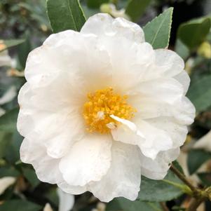 JUST CHILL™ DOUBLE WHITE CAMELLIA