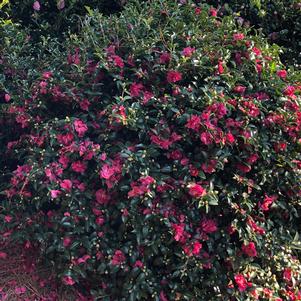 OCTOBER MAGIC® RUBY™ CAMELLIA