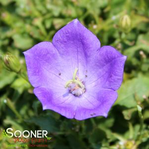 RAPIDO BLUE BELLFLOWER