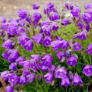 JELLY BELLS BELLFLOWER