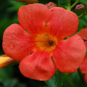 SUMMER JAZZ™ TANGERINE TRUMPET VINE