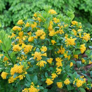 JUICED™ ORANGE JESSAMINE