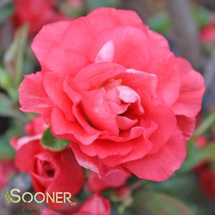 DOUBLE TAKE® PINK QUINCE