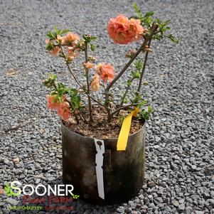 CAMEO FLOWERING QUINCE