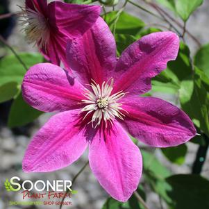 BOULEVARD® ACROPOLIS™ CLEMATIS