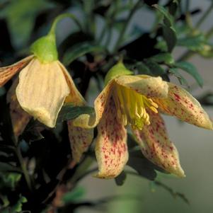 FERN-LEAFED EVERGREEN CLEMATIS