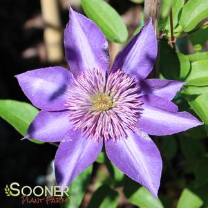 MULTI BLUE CLEMATIS