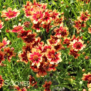 DESERT CORAL TICKSEED