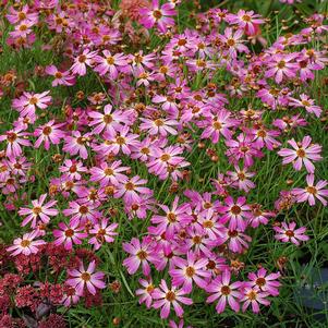 PINK SAPPHIRE TICKSEED