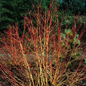 WINTER FLAME DOGWOOD