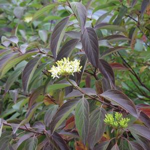 RED ROVER® SILKY DOGWOOD