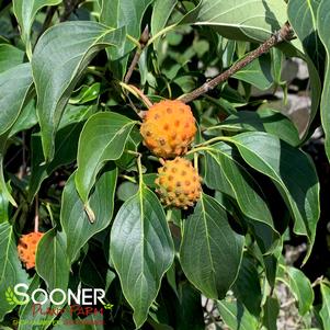 MANDARIN JEWEL® KOUSA DOGWOOD