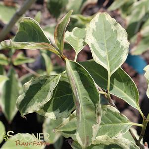 WOLF EYES VARIEGATED KOUSA DOGWOOD