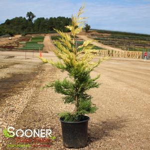 GOLD RIDER LEYLAND CYPRESS