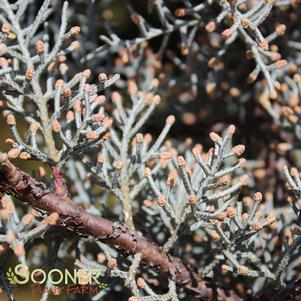 BLUE ICE ARIZONA CYPRESS