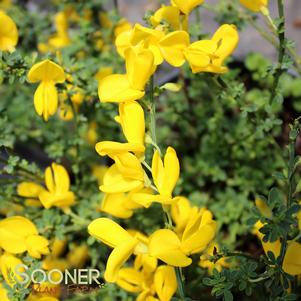 SISTER GOLDEN HAIR® SCOTCH BROOM