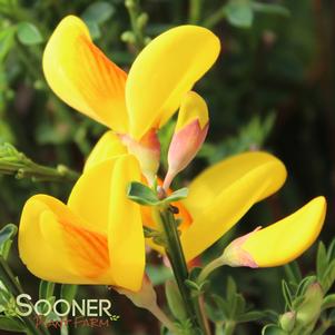 MADAME BUTTERFLY SCOTCH BROOM