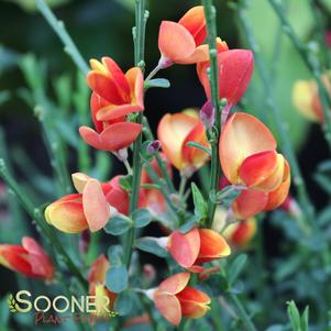 LENA SCOTCH BROOM